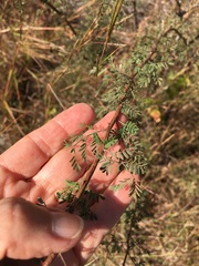 Mimosa texana