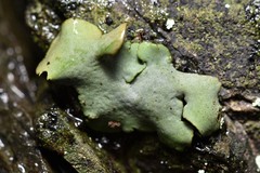 Dermatocarpon reticulatum