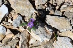 Phacelia formosula
