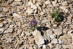 Phacelia formosula