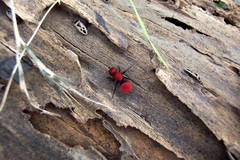 Dasymutilla coccineohirta
