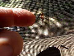 Anageshna primordialis