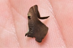 Dermatocarpon reticulatum