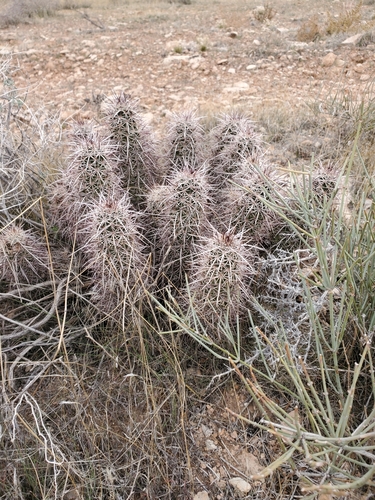 Echinocereus relictus