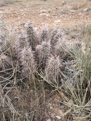 Echinocereus relictus