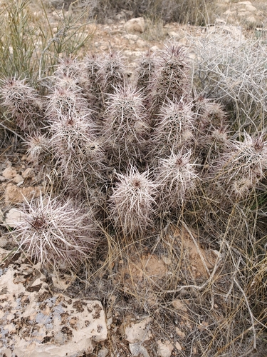 Echinocereus relictus