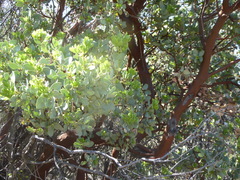 Arctostaphylos glauca