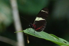 Heliconius sara