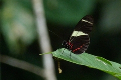 Heliconius sara