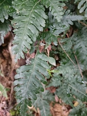 Pteris grevilleana