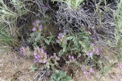 Phacelia formosula