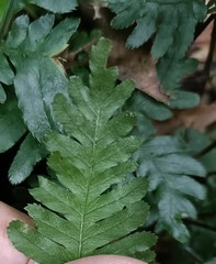 Pteris grevilleana