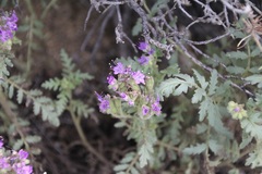 Phacelia formosula