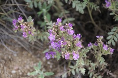 Phacelia formosula