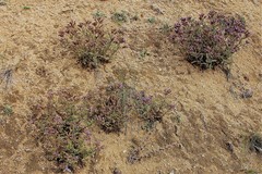 Phacelia formosula