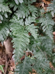 Pteris grevilleana