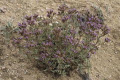 Phacelia formosula