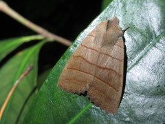 Eupsilia quadrilinea