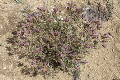Phacelia formosula
