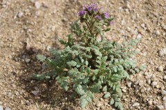Phacelia formosula