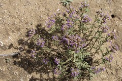 Phacelia formosula