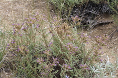 Phacelia formosula
