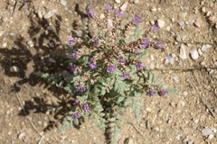 Phacelia formosula