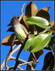 Myiarchus tyrannulus