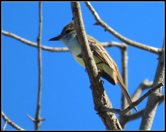 Myiarchus tyrannulus