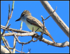 Myiarchus tyrannulus