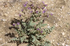 Phacelia formosula