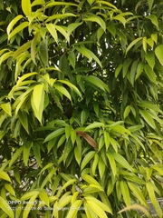 Ficus celebensis