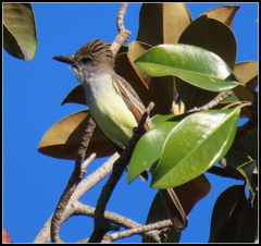 Myiarchus tyrannulus
