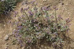 Phacelia formosula