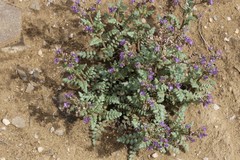 Phacelia formosula