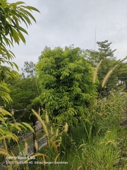 Ficus celebensis