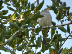 Zonotrichia leucophrys