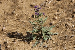 Phacelia formosula