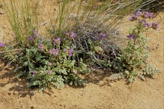 Phacelia formosula