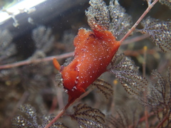 Plocamopherus lucayensis image