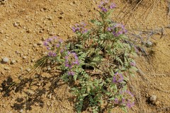 Phacelia formosula