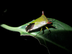 Acanthosoma firmatum