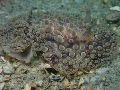 Carminodoris