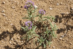 Phacelia formosula