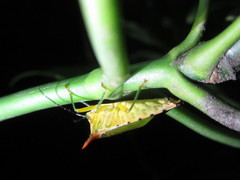 Acanthosoma firmatum