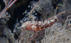 Malacoctenus macropus