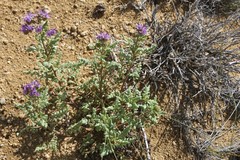 Phacelia formosula