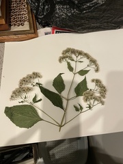 Ageratina altissima