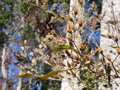 Ampelaster carolinianus