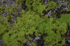 Weissia jamaicensis